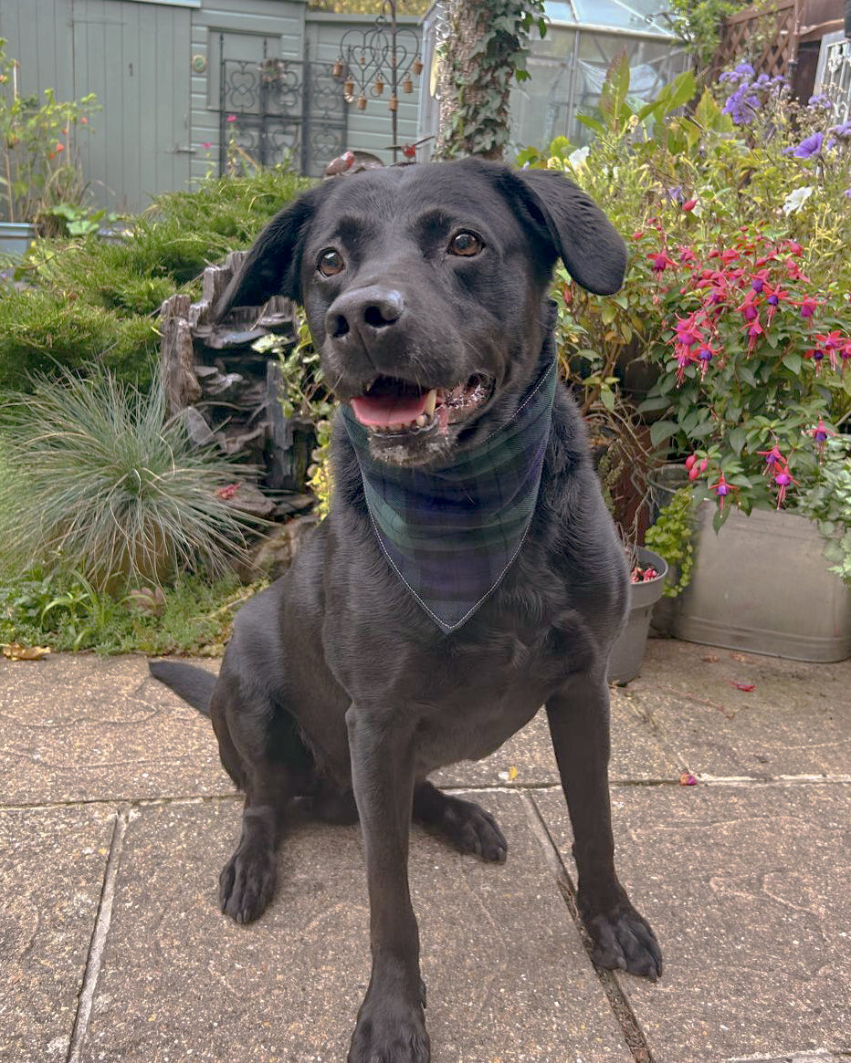 Classic Scrunchie Bandana