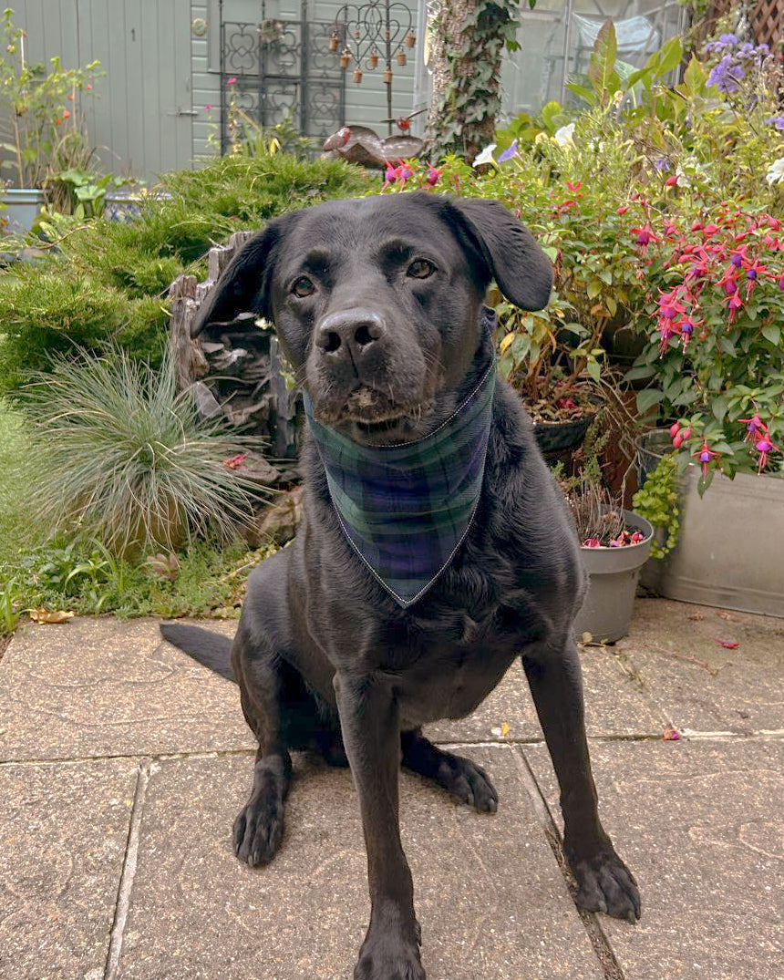 Classic Scrunchie Bandana