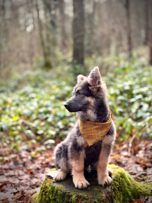 Classic Scrunchie Bandana